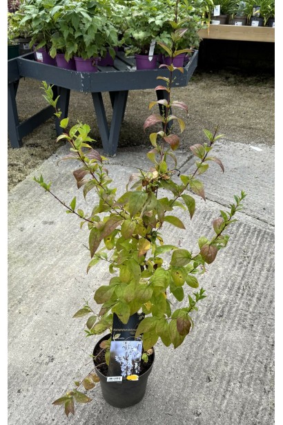 Абеліолистник дворядний в контейнері